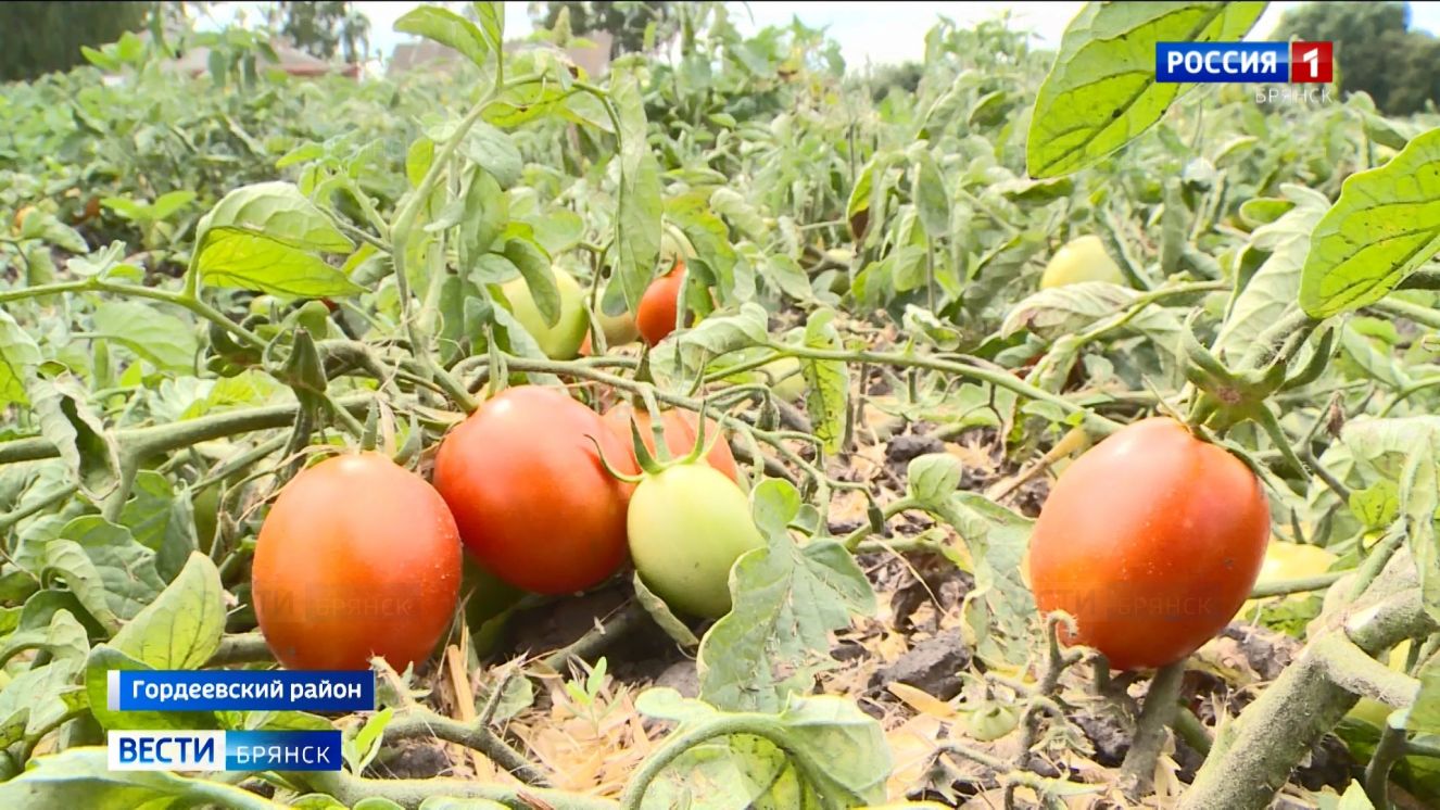 На Брянщине в разгаре уборка овощей