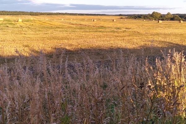 В Клетнянском районе в разгаре уборочная страда