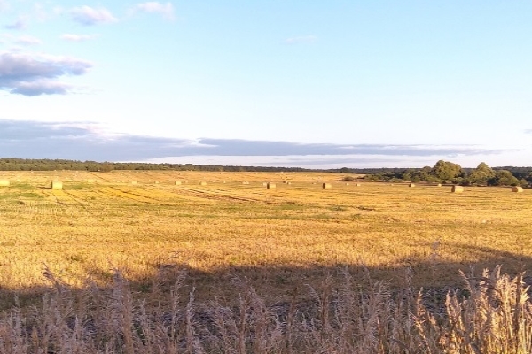 В Клетнянском районе идёт сев озимых