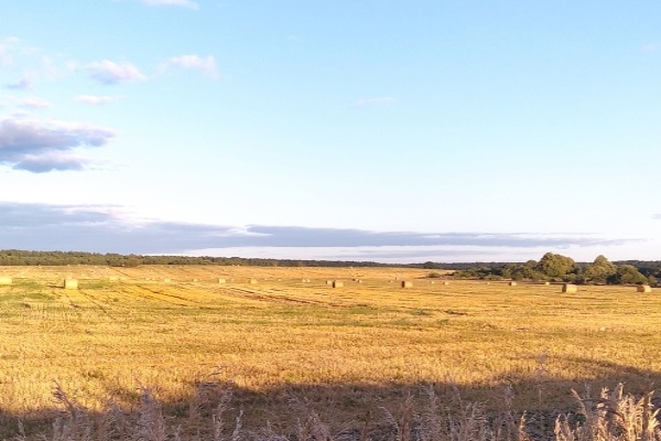 В Брянской области завершение сева озимых культур находится на особом контроле
