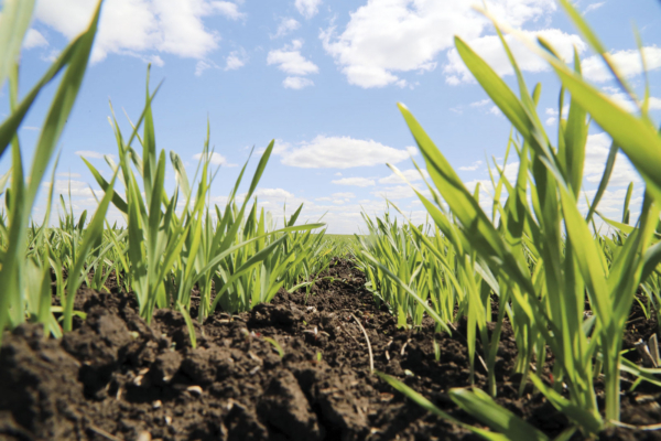 Брянские аграрии готовятся к посевной