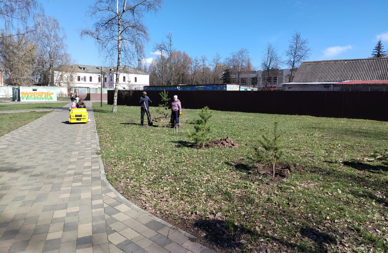 В парках Брянска высадили сосны