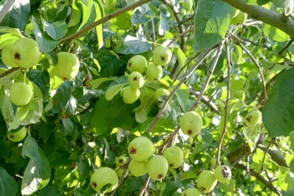 Брянщина отмечает Яблочный Спас