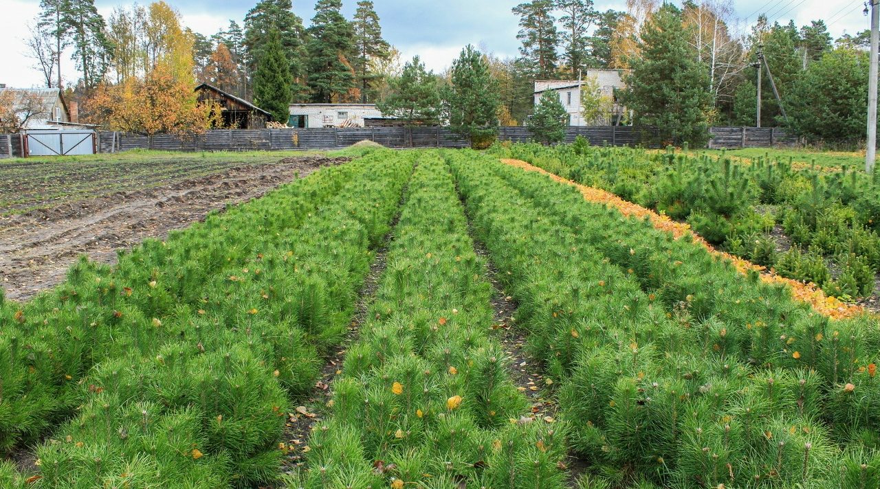 В 2026 году в Брянской области высадят лес на площади более 3,5 тысячи гектаров