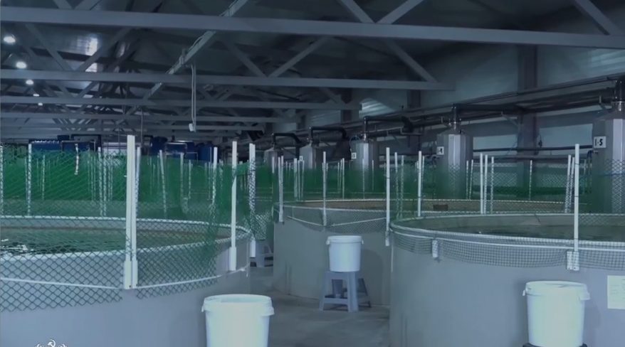 На рыбной ферме «Александрия» выращивают осетра и форель