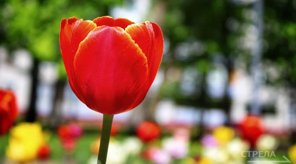 в Брянске готовится масштабное цветение тюльпанов