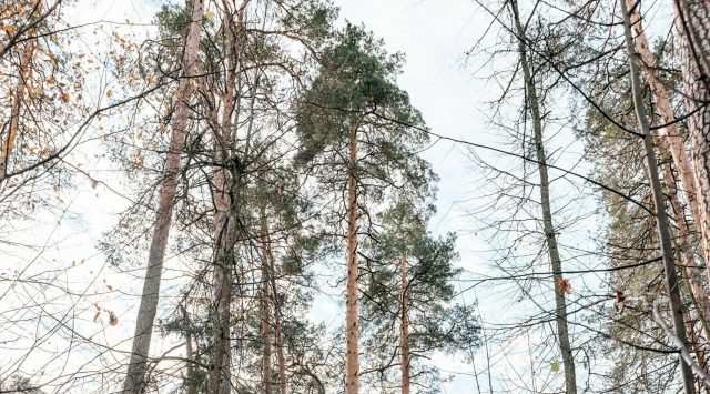Брянская сосна борется за звание главного дерева страны