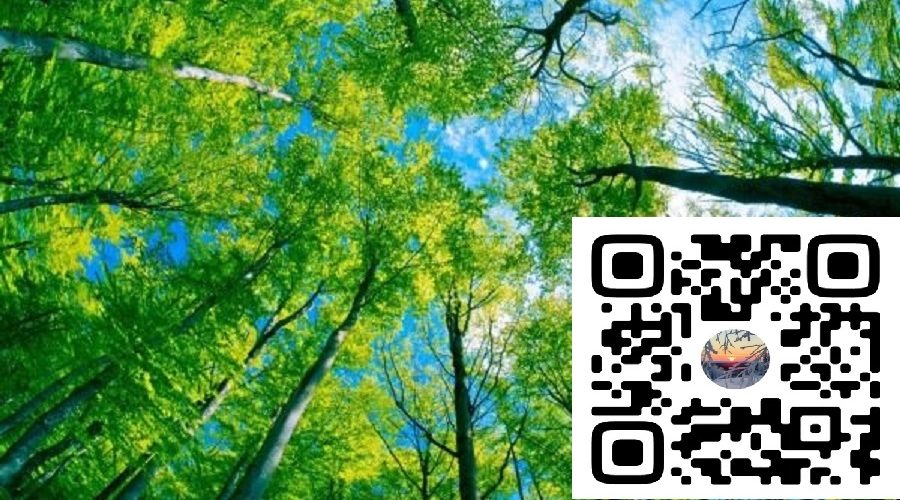 Будь в курсе новостей лесничества
