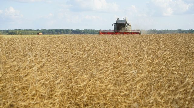 На Брянщине продолжается активная уборка технических и масличных культур